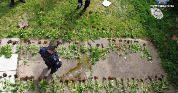 Rocky Hall man arrested after Merimbula drug bust