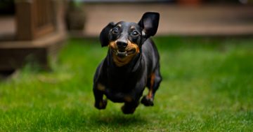 Call goes out for fastest dachshund in the west