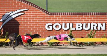 $6m grant for Goulburn greyhound track revives animal welfare debate