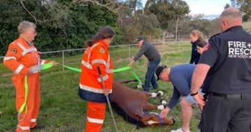 Police, rescue services join forces to save runaway Queanbeyan racehorse