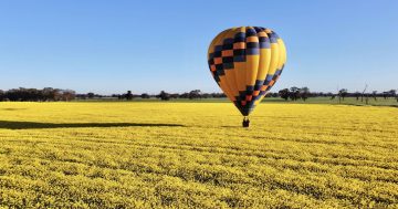 Fields of gold and sky-high thrills: Riverina's Canola Trail takes flight
