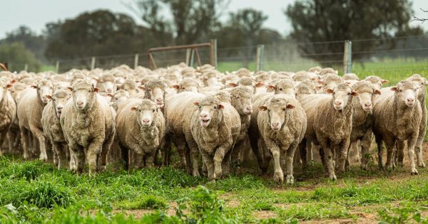 Farmers urged to know signs of 'show-stopper' disease lurking on our doorstep