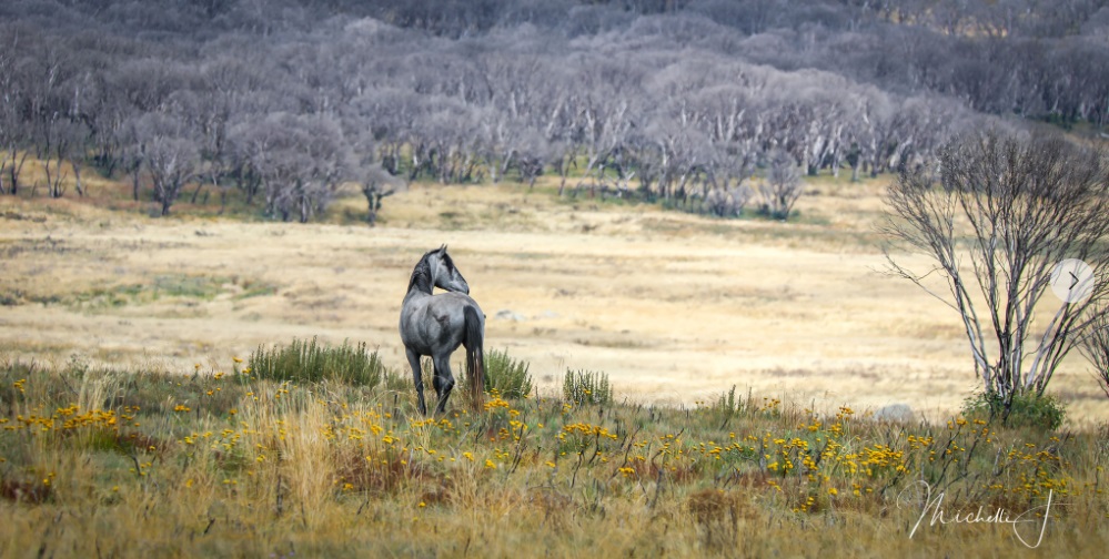 Wild horse