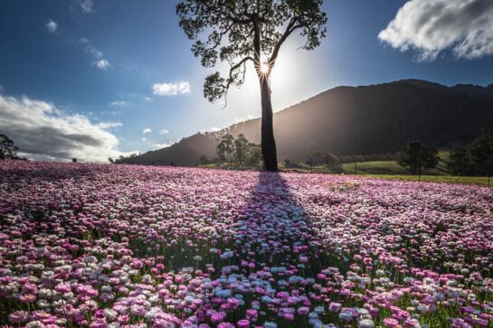 A field of pink flowers and a tree in the background silhouetted by sunshine