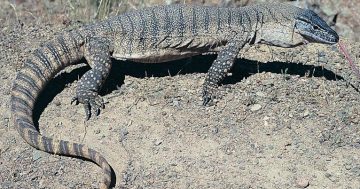 Threatened goanna 'accidentally' discovered in fire-impacted southern forest