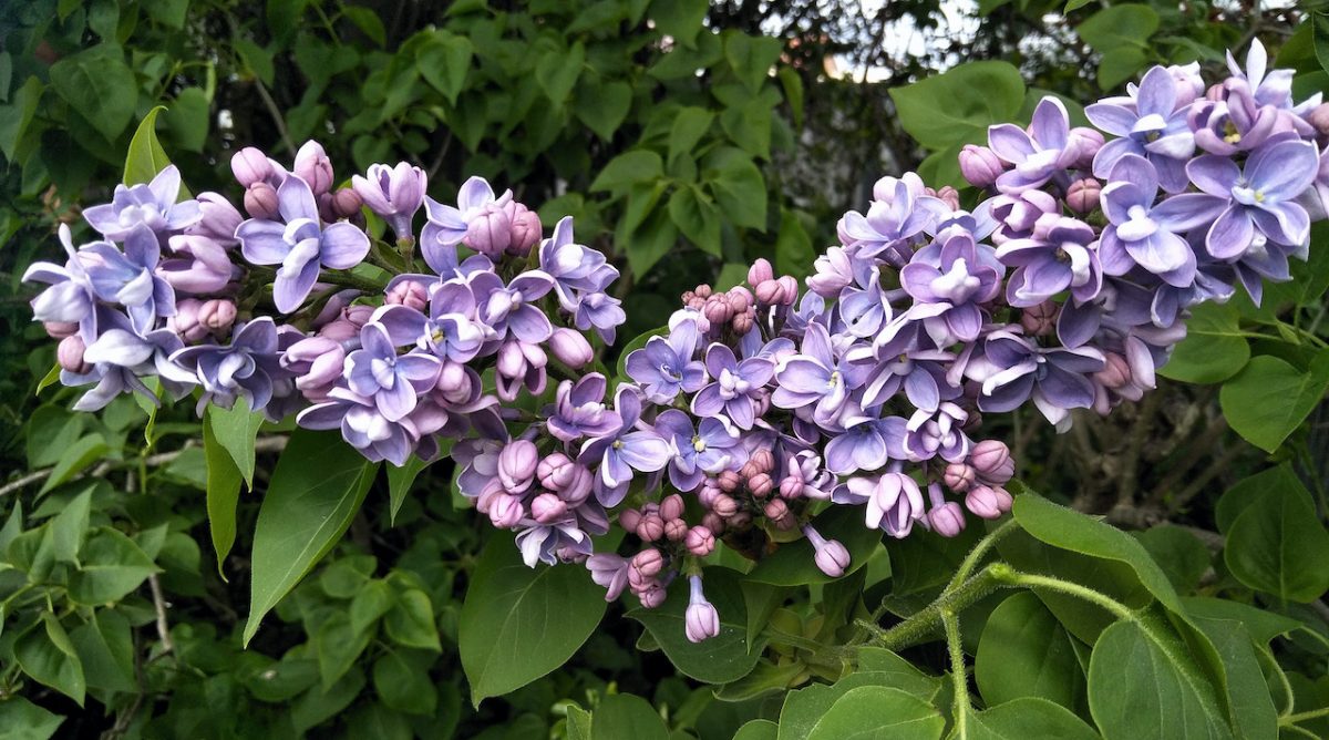 Lilacs growing in a natural garland