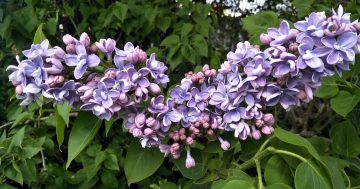Promise of spectacular lilacs hangs in the balance