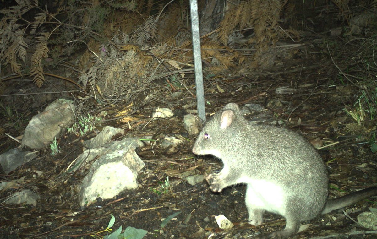 Long-footed potoroo