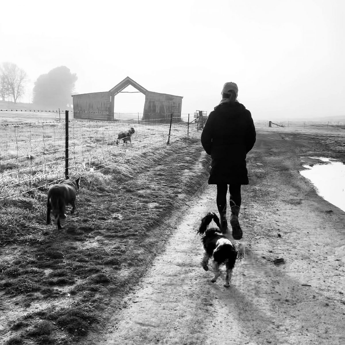Person walking with dogs