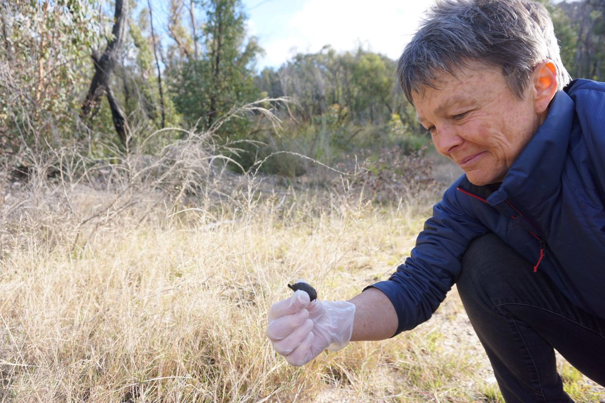 Scientist looking at poo