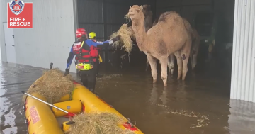 Gina the camel rescued from Riverina floodwaters