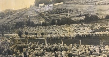 In the days when 30,000 sheep were sold in Goulburn