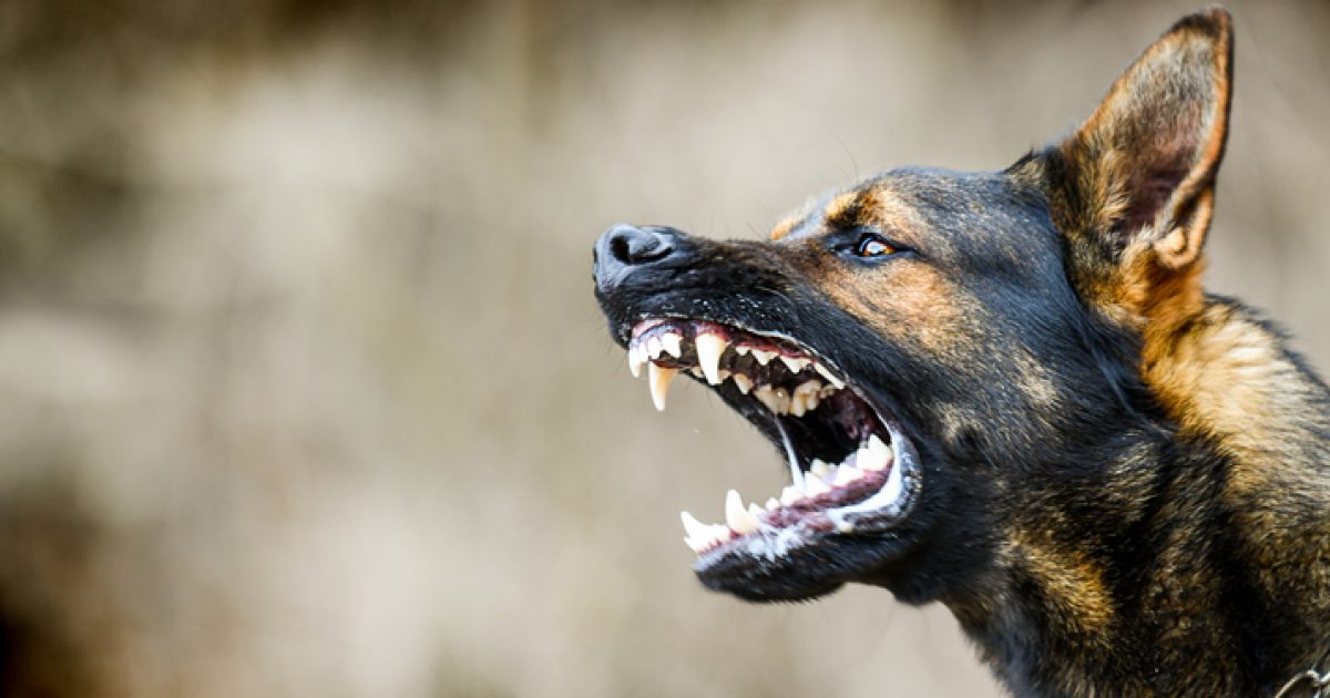 ‘Alarming’ increase of dog attacks against livestock in Snowy Monaro