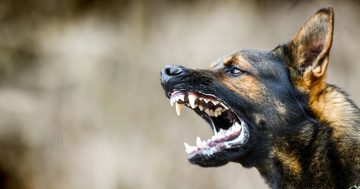 Dog attacks against people, livestock and wildlife increase in Eurobodalla