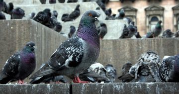 Goulburn’s dirty pigeon menace spreads