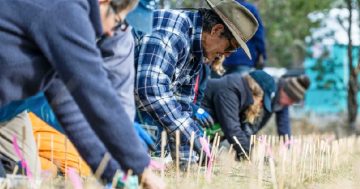 Riverina mass planting project saving rare orchids from extinction
