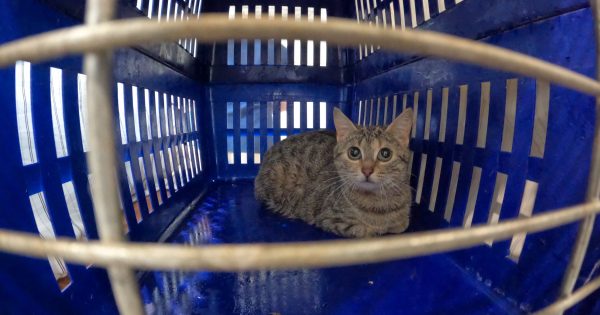Weddin Council's ambitious cat desexing program now out of the bag