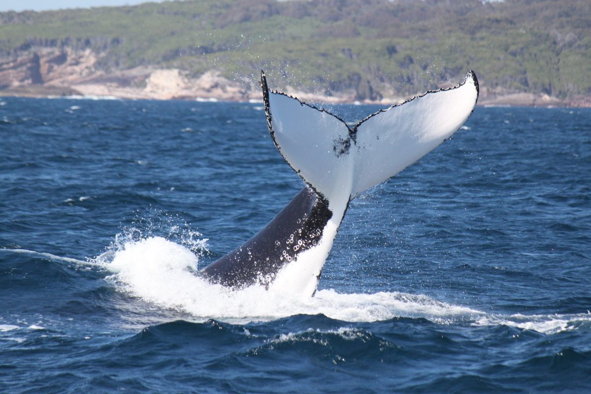 whale tail breaking surface of the ocean