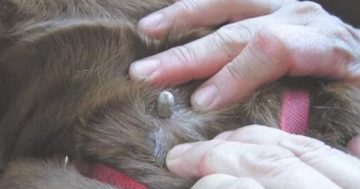 Nationwide shortage of tick treatment raises concerns for vets in Canberra and the South Coast