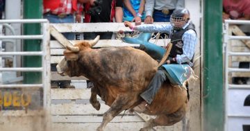 Moruya's New Year's Day rodeo to go ahead as activists push for it to be banned