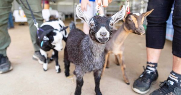 The Queanbeyan Show is back after COVID cancellations