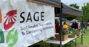 SAGE Farmers Market at Moruya now offering online shopping for Eurobodalla locals