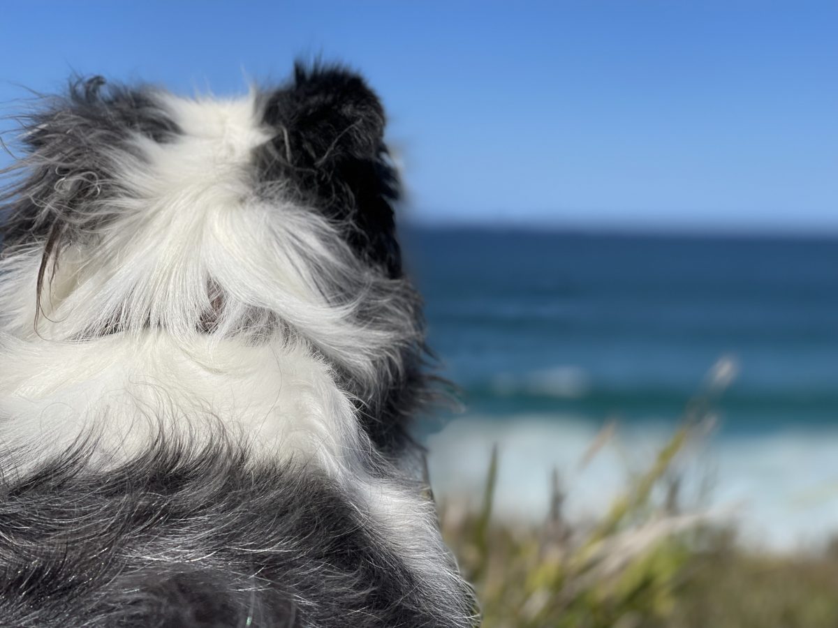 dog at beach