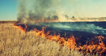 Firefighters eye region's long grass with caution as summer bushfire outlook released