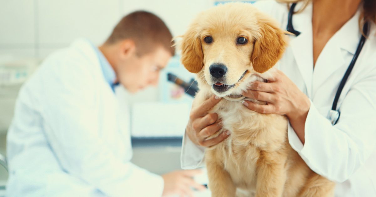 Rare infection kills four dogs – vaccination encouraged in the South Coast, Illawarra