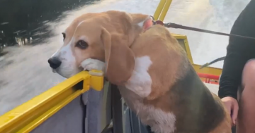 Beagle and boaters rescued from river as Marine Rescue issues summertime warning