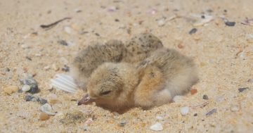 Keep eyes peeled for endangered Christmas bauble-sized chicks on South Coast