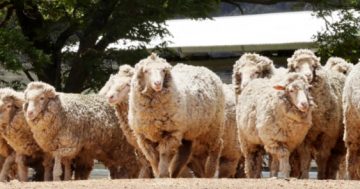 Appeal for information after almost 300 merino ewes stolen from Harden