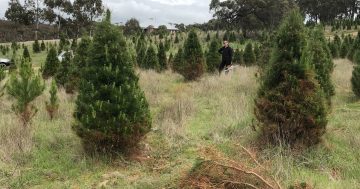 Bywong Christmas tree farmer loses half his crop to drowning