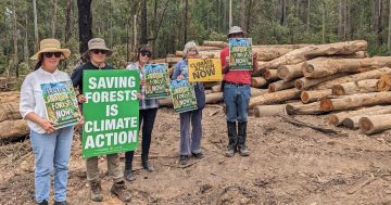 Tours will show 'hammering' in logged forests near Batemans Bay, protester claims