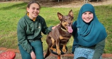 Bob the kelpie proves he's the most popular teacher in Young