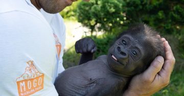Mogo Zoo visitors will go ga-ga over cheeky baby gorilla Kaius this weekend