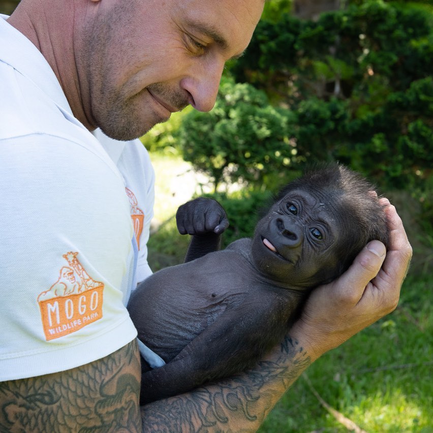 Amazing baby gorilla hair : r/aww