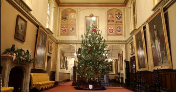 The remarkable pine that got its start in Tumut now shimmers in Government House