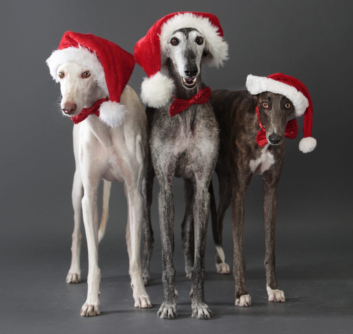 greyhounds with Santa hats