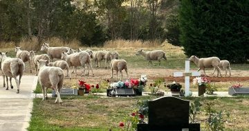 Locals upset after sheep flock into Yass cemetery
