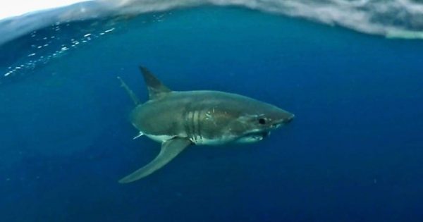Pro fisherman says sharks are 'cruising around our beaches like tadpoles'