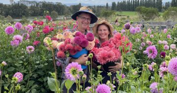 Dahlia queens and king proteas – the blooming business of growing flowers in the Bega Valley