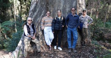 Shoalhaven Council calls for NSW Forestry to protect ancient giant in our midst