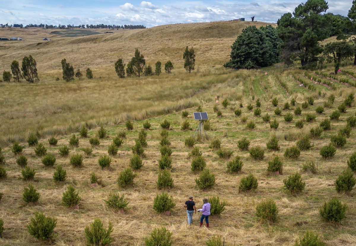 Lucy Vincent and Gavin Hughes among the juniper growing north of Bombala