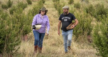 A fortuitous and natural partnership: juniper growers and award-winning gin