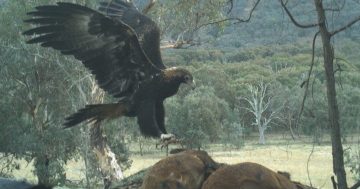 Scavenging along roads wedge-tailed eagles' biggest threat