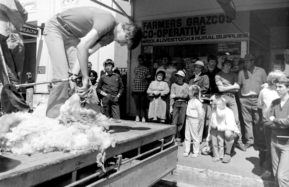 Man shearing sheep on a truck
