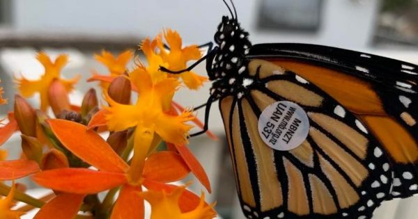 Bejewelled butterflies paint a picture of monarch movements in Eurobodalla