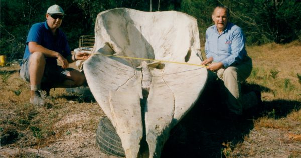 Sperm whale skull stolen in audacious South Coast heist