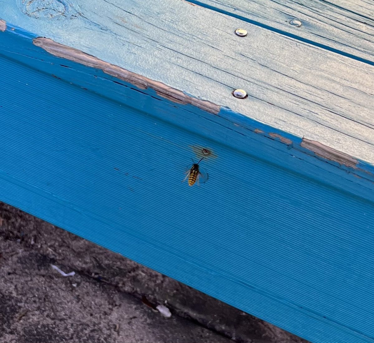 A European wasp on play equipment at Malua Bay.
